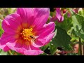 Busy Bee, Bumbling Beauties: A Bumblebee's Journey