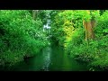 Green River in the Sunny Forest, singing birds and the sound of water, calm sounds of nature