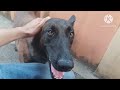 TOP BREED POLICEDOG  k9 #dog #youtube #subscribe #funny #k9 #youtuber #animals #everyone