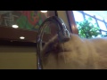 Thirsty Cat Purry