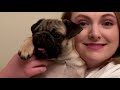 Potty Training A Pug Puppy | Our Experience
