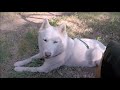 No Sit Sage leash free Trail Husky