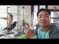 Cách Khắc Phục Tình Trạng Chim Quậy Phá Thức Ăn II fix bird messing with food@KhiNguyen Vlog
