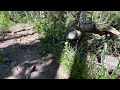 Hiking the Yellow Pine Trail, Uinta Mountains, Utah | A creek, wildflowers and a few bugs, July 2024