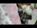 Filhotes de Shih tzu