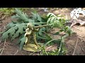 Army Men:Attack the standing patrol #toysoldiers (plastic armymen)