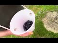 Đến BLueberry Farm phần 1 CT USA