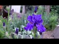Iris Flower Tour