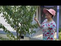 Lê Hàn Quốc Vườn Nhà - Thu Hoạch Lê Hàn Xứ Lạnh - Góc Vườn Mini- Harvest Backyard Pears - Vlog 209