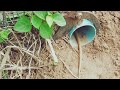 Primitive DIY Video Understand Snake Trap