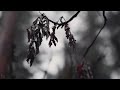 RAIN｜Cinematic short film / Rainy Nature B roll