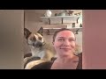 Funniest Dogs and Cats 🐕 Funniest Catss 2024 🤣