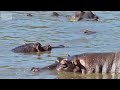 The Deadly Nature of Hippos in Africa