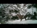Kodiak Sitka Blacktail Trail Cam, Fall 2016