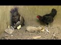 How to raise chickens at home - many chickens