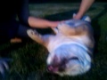 Baby Payton, the English Bulldog, gets a belly rub