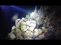 Giant Puffer fish on a night dive.