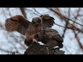 Great Horned Owlets preen each other