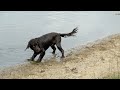 Spaniel Rescues Stick