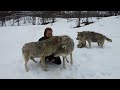 Reunion between Anita and the wolves