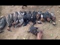 Assorted wild duck hunt*ng