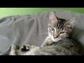 Kitten Mint likes to watch SystemZee's Minecraft videos