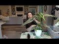 Upsizing 3 Large Plants in Pon 🌿 Philodendron & Alocasia