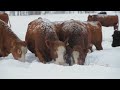 Everything About The Nearly 9,000,000 Wild Boars In America - Animals Of America