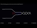 DNA Replication - Leading Strand vs Lagging Strand & Okazaki Fragments