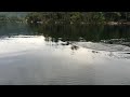 Loon dive