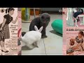 Funny cats and dogs || Try Not To Laugh Pets || animalspets s19