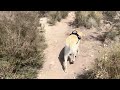 Virtual Dog Walk TV for Dogs Nature 4K HDR 60fps