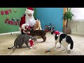 Cat Gets Visited by Santa on Christmas! Santa Prank on Cat | Naia & Léo Bengals