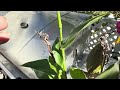 HOW TO germinate canna lily seeds || Grow your own cannas from seed! 6&7 mo. updates!