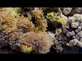 Aquarium 4K VIDEO (ULTRA HD) 🐠 Beautiful Coral Reef Fish - Peaceful Music & Colorful Marine Life #18