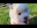 Pom Chow puppies growing stages.