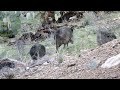 Javelinas Graze in Our Back Yard After Rain, Winter 2024, Tucson