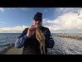 🦑 🎣 SQUID FISHING Stansbury Jetty [BONUS Seal Encounter]