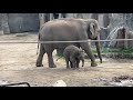 Columbus Zoo-Elephant and her baby#columbuszoo #columbus #elephant #elephants #zoo
