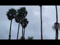 Palm Trees in the Strong Wind