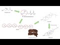 Cholesterol Synthesis | How Our Bodies Make Cholesterol