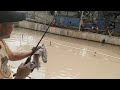 mancing ikan mas di empang pojok perum taman