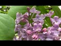 SYRINGA VULGARIS ( COMMOM LILAC ) #flowers #spring2024 #lilacflowers