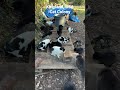 Have you seen how big this cat colony is?