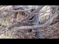 Picking Greens In Alaska With yukonjeff