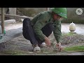 Making chicken coops from bamboo is extremely simple and safe.