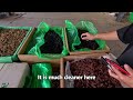 【4K】The largest raisin market in Xinjiang, with raisins piled on the ground for sale.