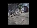 🐕😹 Best Cats Videos 🤣😂 Best Funny Animals 2024 #15