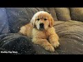 Deep Separation Anxiety Music for Dog Relaxation! Helped 30 Million Dogs Worldwide