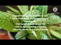 Leopard Lily plant care and growing tips in tamil with English subtitles. indoor plant care